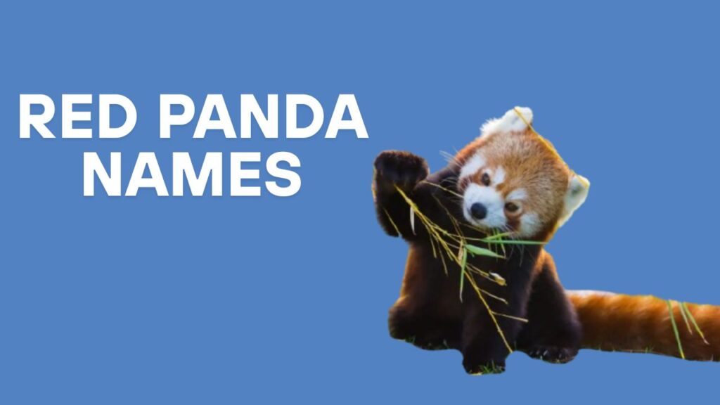 Red Panda Names